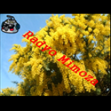 Radio Radyo Mimoza